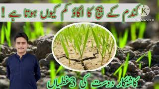 Factors afecting wheat seed germination  germination issues in wheat sowing [upl. by Meid783]