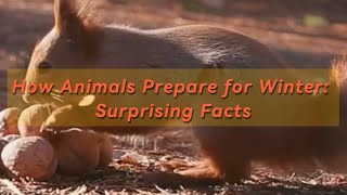 How Animals Prepare for Winter Surprising Facts [upl. by Maffei382]