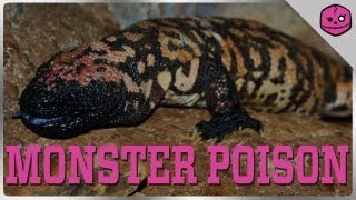 Gila Monsters are the WORST [upl. by Rahab]