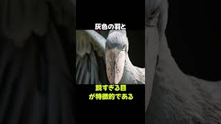 全く動かない鳥「ハシビロコウ」の雑学 動物 生き物 shorts 雑学 豆知識 おもしろい 鳥 [upl. by Aser]