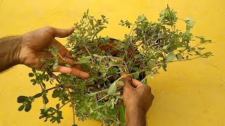 How to Grow Big Purslane Plant using Small Purslane weed  how to propagate Purslane Plant easy12 [upl. by Koralie]