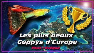 Guppy de sélectionles plus beaux guppys Européen ✔ [upl. by Hsot]