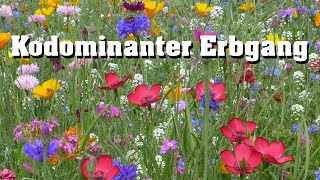 Kodominanter Erbgang schnell erklärt [upl. by Elohc216]