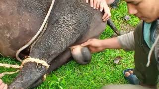 castration castration of bull [upl. by Tonya]