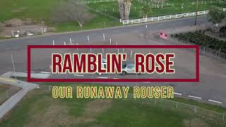 Ramblin Rose  Our Runaway Rouser [upl. by Latonia860]