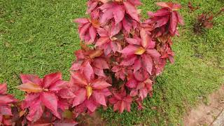 Jacob’s Coat Copper Bronze Pink leaf Shrub Plant Acalypha wilkesiana [upl. by Ahsirhcal688]