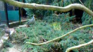 Bloadpheasant breeding pair in spring 2007 [upl. by Graniela]