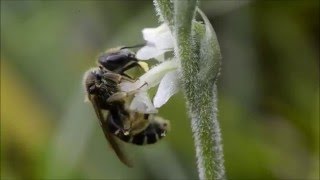 Orchid pollination 19 Pollination of Spiranthes spiralis by Halictus simplex [upl. by Guenna]