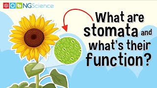 What are stomata and whats their function [upl. by Nogas]