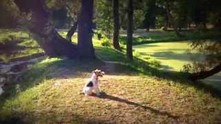 The Wire Fox Terrier Dog tricks [upl. by Iona]