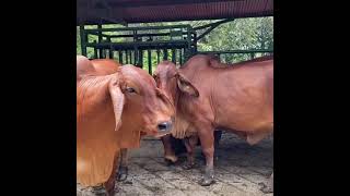 BRAHMAN ROJO CALIDAD GENETICA  GANADERIA DANIEL [upl. by Manheim]