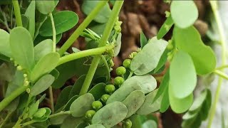 Phyllanthus Urinaria Plant [upl. by Venezia]