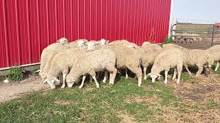 2024 Sept 18 NSIP replacement ewe lamb sale [upl. by Riki]