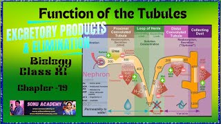 Function of the Tubules  Chap  19  class11 biology neet education [upl. by Nabla713]