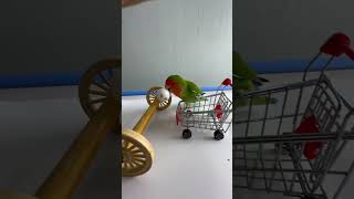 Bird Training  Smart lovebird Parrot  Smart Little Cute Parrot training smartparrot cute [upl. by Tyrone]