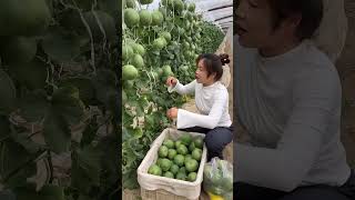 Nature Fresh Fruit Farm shorts shortvideo PE085 [upl. by Lalat448]