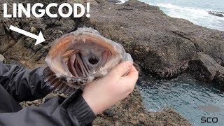 Rock Fishing the California Coast for BIG Lingcod with SWIMBAITS [upl. by Denise]