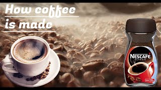 How Nescafe Coffee Is Made in the factory  Coffee Bean Harvesting Process [upl. by Welch444]