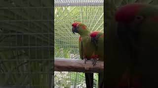 RedFronted Macaw… [upl. by Annad208]