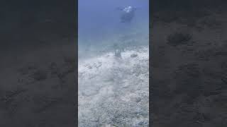 Титановый спинорог бали индонезия scubadiving gopro fish underwater ocean bali indonesia [upl. by Hanselka]