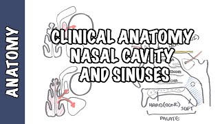 Clinical Anatomy  Nasal Cavity and Sinuses [upl. by Lauzon]