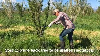 Grafting at Frog Hollow Farm [upl. by Elysha733]