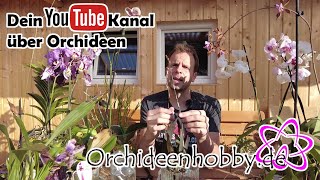 Die besten Tipps zum Schneiden von Orchideen [upl. by Agneta]