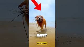 How This Brave Dog Caught the Fish 🤯 💯 shorts [upl. by Eudocia]