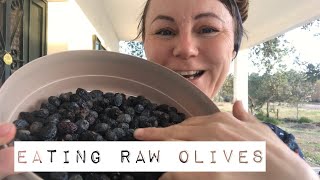 eating raw olives  dried drying olives  easy olive curing better than brining cara amirah [upl. by Dleifniw]