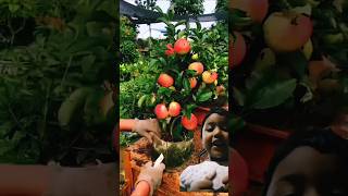 Apple fruit garden shortvideo shotrs fruit 🍎🍎🍎 [upl. by Tristis]