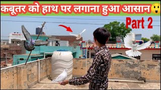 Kabutar ko hath pr Kese Lgaye 🕊️🤔  How To Catch Pigeon On Hand 🕊️ [upl. by Itnava]