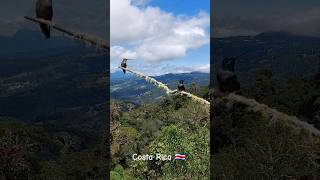 Hummingbirds of Costa Rica 🇨🇷 hummingbird birdwatching costarica nature birds wildlife cool [upl. by Leventis]