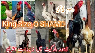 King Size O SHAMOO and Japanese SHAMOO available in Lahore Market [upl. by Dragoon]