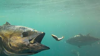 Feeding Bluefin Tuna in HD [upl. by Gardiner191]