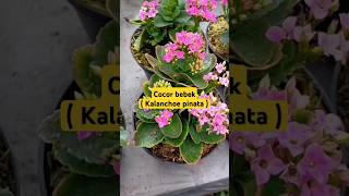 Cocor bebek  Kalanchoe pinata  cocorbebek kalanchoe [upl. by Iddo522]