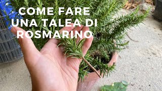 Come riprodurre il rosmarino PER TALEA il tutorial [upl. by Dorcea]