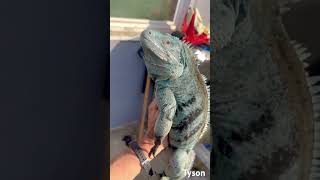 Tyson my Male Cyclura Lewisi [upl. by Brelje]