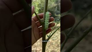 Ho TROVATO un sacco di bombici dell’AILANTO🐛 [upl. by Yeca]