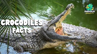 Crocodile EXPERT Reveals JawDropping Secrets [upl. by Marwin69]