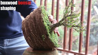 Boxwood Bonsai Shaping [upl. by Cassidy]