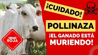 🚨¡ALERTA🚨 LA POLLINAZA ESTÁ MATANDO A TU GANADO [upl. by Novyat]