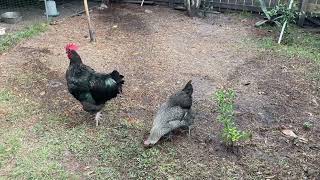 Young Rooster’s first crow😊video rooster animals goodmorning crowing [upl. by Fawn]