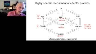 Keynote Presentation Phagocytosis macropinocytosis and the innate immune response recent advances [upl. by Golub640]