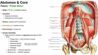 Posterior Abdominal Wall Part 2  Quadratus Lumborum amp Psoas Minor [upl. by Llerrehc]