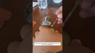 This woman rescued a trapped sparrow and then this happened animalshorts sparrow [upl. by Llebyram75]