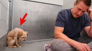 Scared Dog Completely Shut Down Until This Happens  Adoption Updates [upl. by Three]