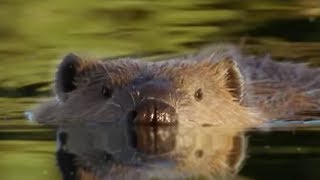 Beaver Lodge Construction Squad  Attenborough  BBC Earth [upl. by Pickford]