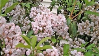 Mountain Laurel  More Than a Rhododendron  Kalmia latifolia [upl. by Nollid669]