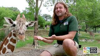 World Giraffe Day  Omahas Henry Doorly Zoo amp Aquarium [upl. by Dacey]