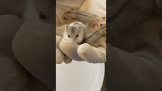 Hamster Babies🤩 shortsvideo hamsterbabys hamstercare hamsters [upl. by Old]